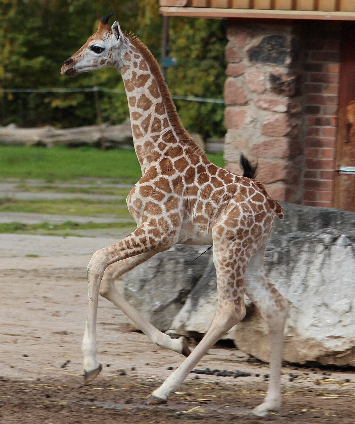 Giraffe calf, Kanzi - October 2012