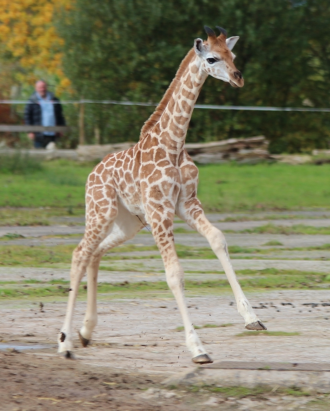 Giraffe calf, Kanzi - October 2012