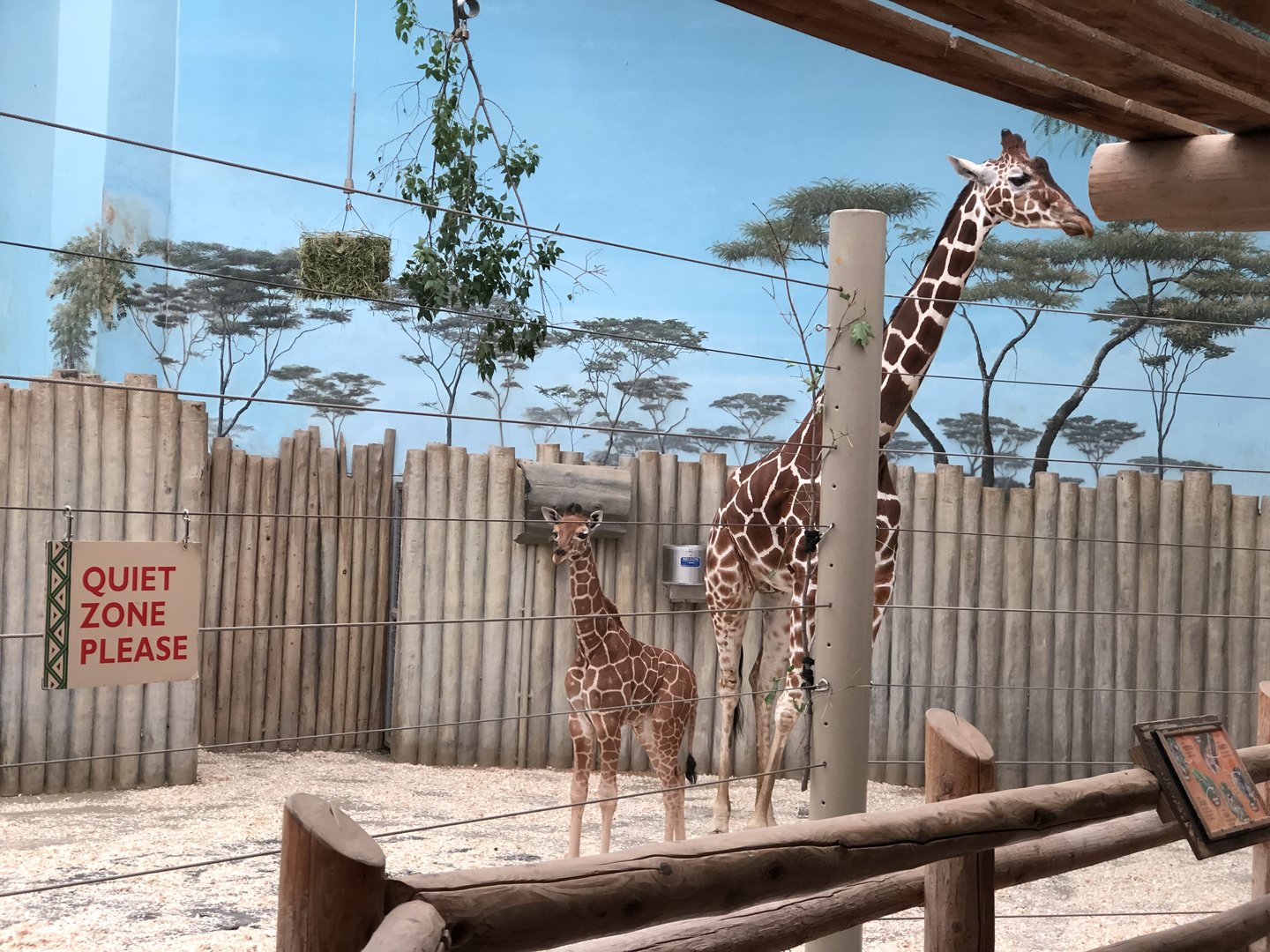 Giraffe calf Kinda with mom Arnieta