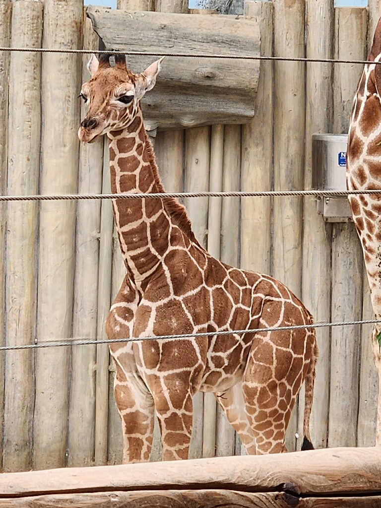 Giraffe calf Kinda