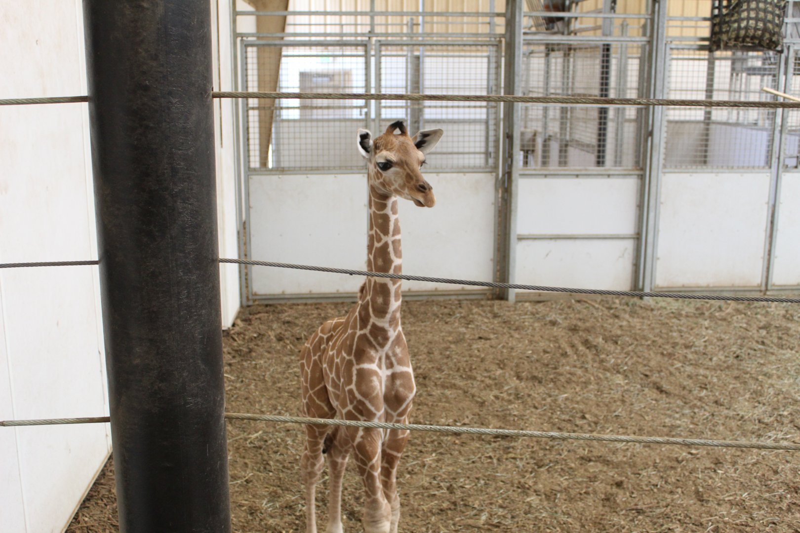 Giraffe Calf (Less Than Two Weeks Old)