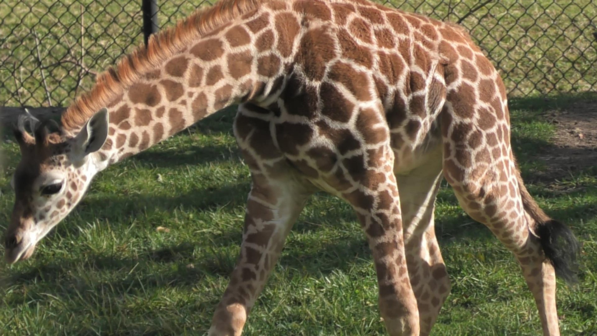 Giraffe calf looks for grass to eat
