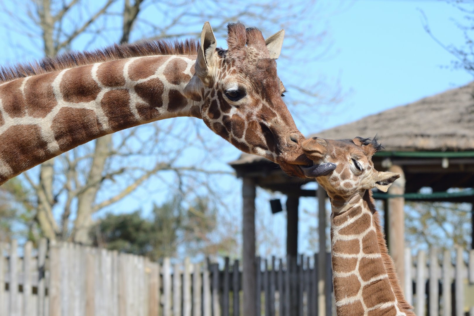 Giraffe calf Margaret 24/04/2021