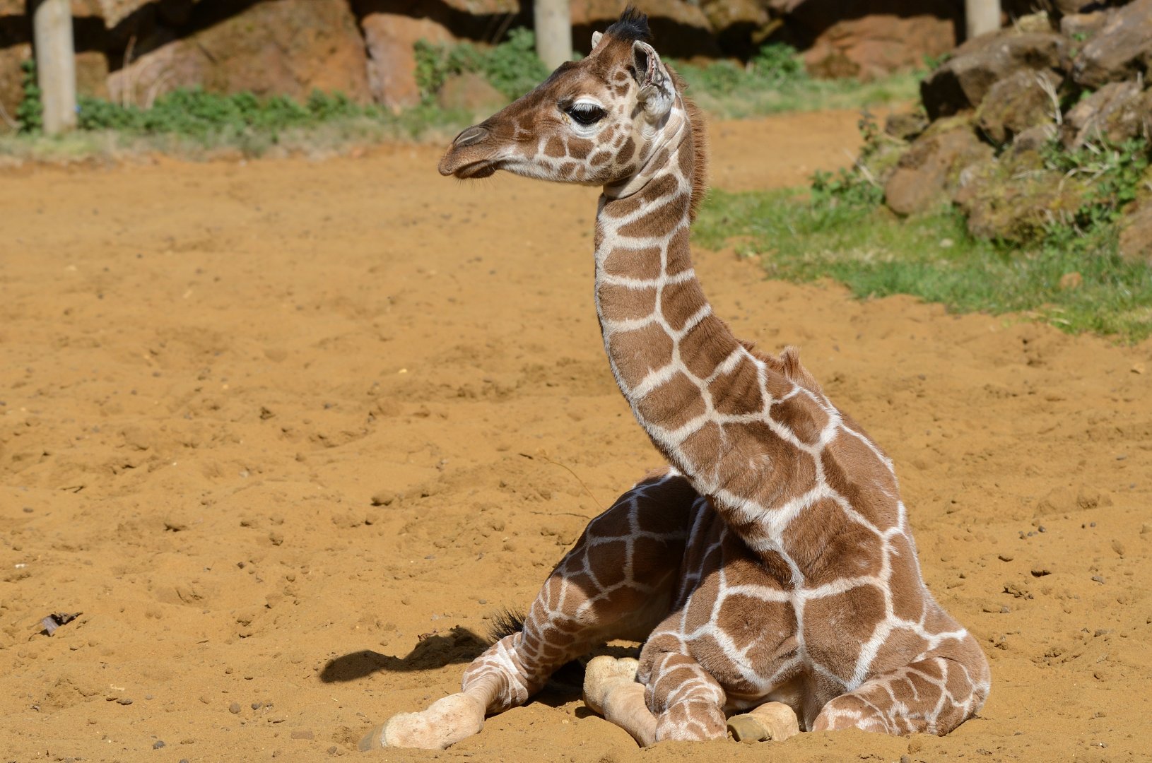 Giraffe calf Margaret 24/04/2021