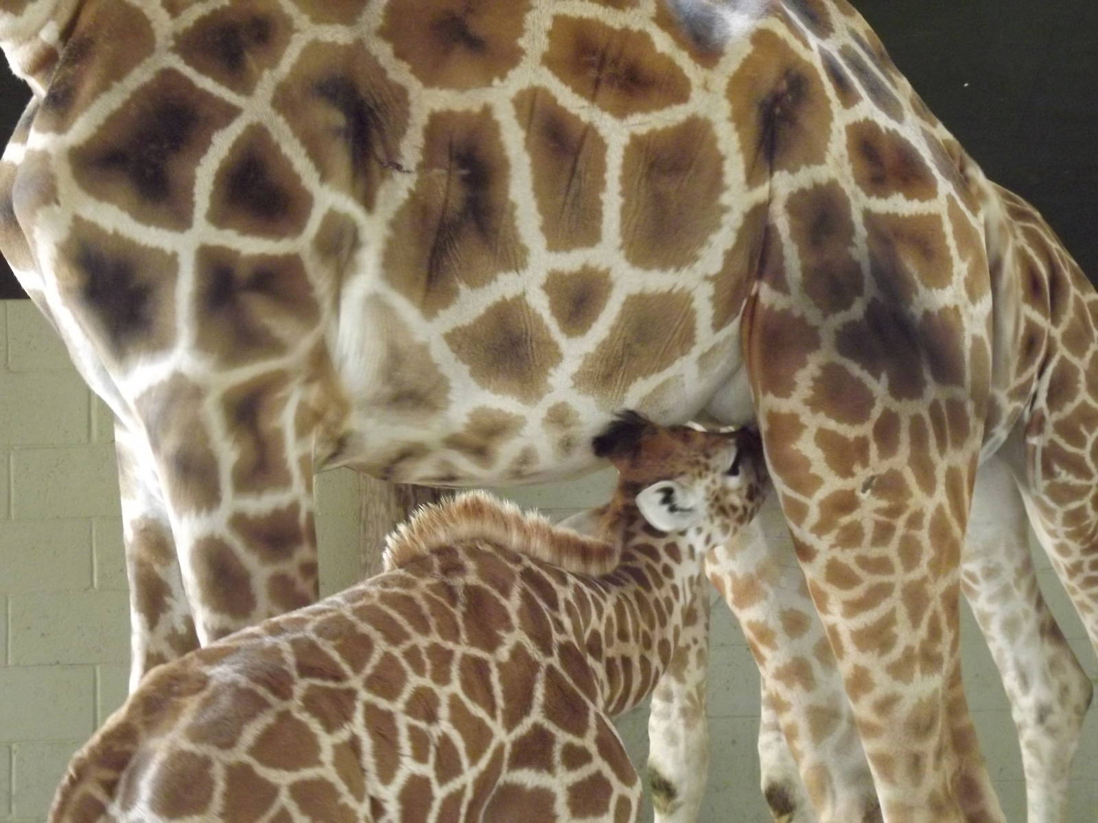 Giraffe calf suckling