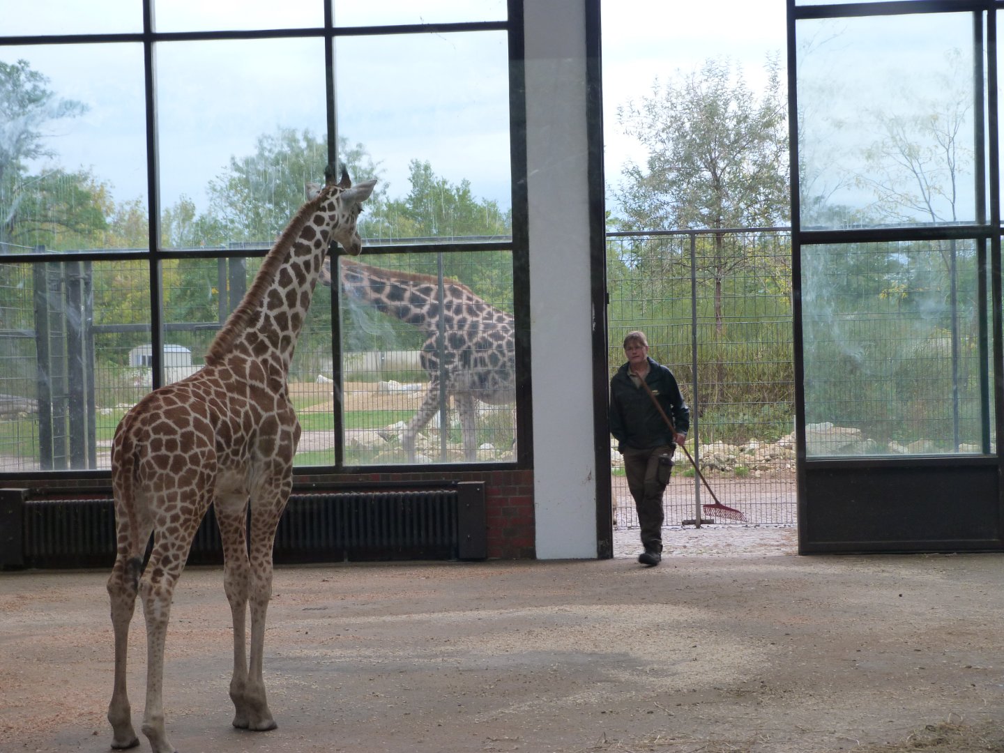 Giraffe calf vs keeper -Tierpark Berlin (2024)