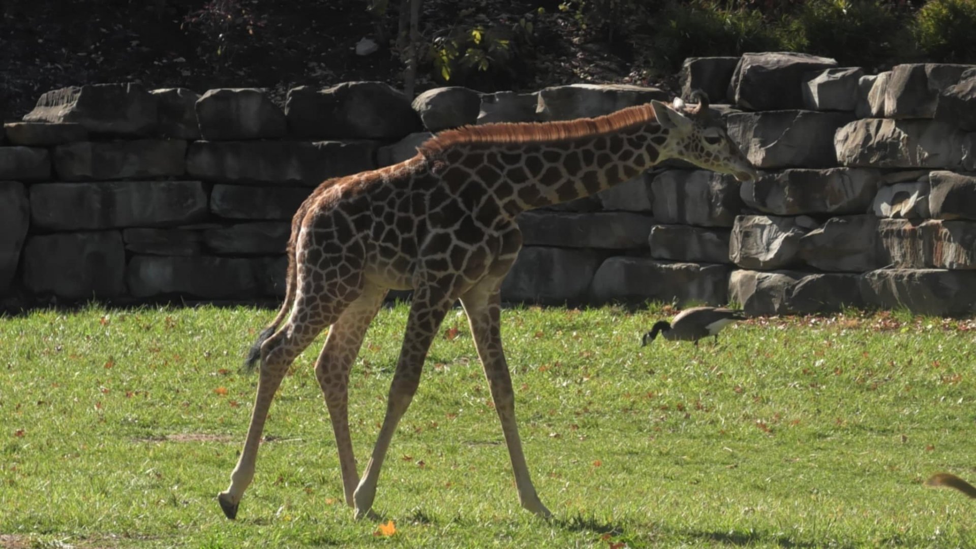 Giraffe calf walking