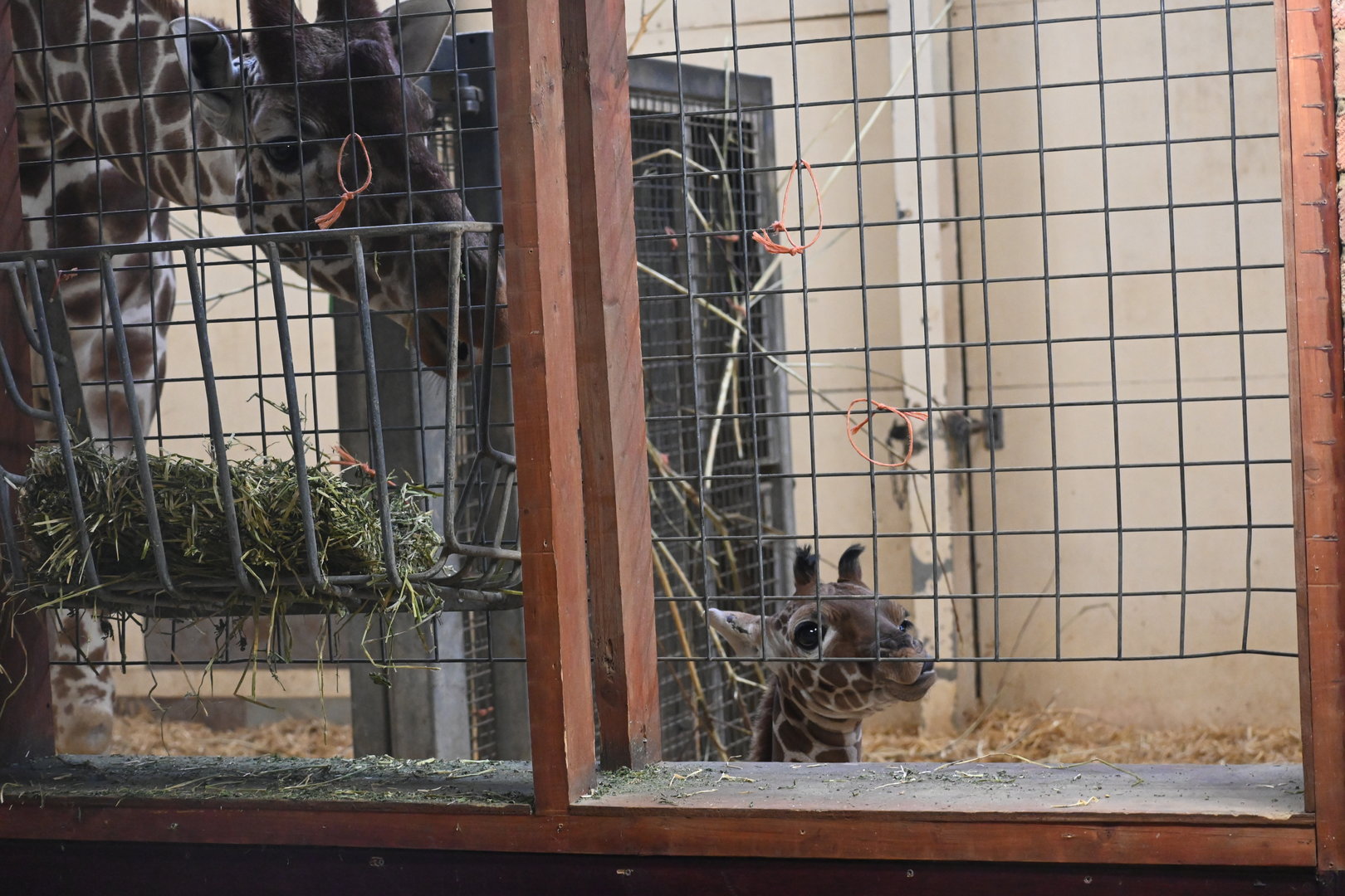 Giraffe Calf, Wilfred & Mum, Luna