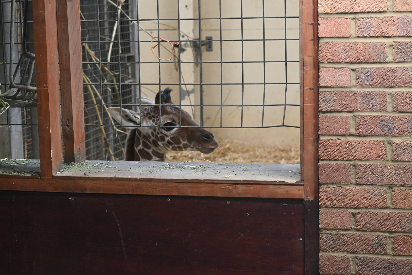 Giraffe Calf, Wilfred