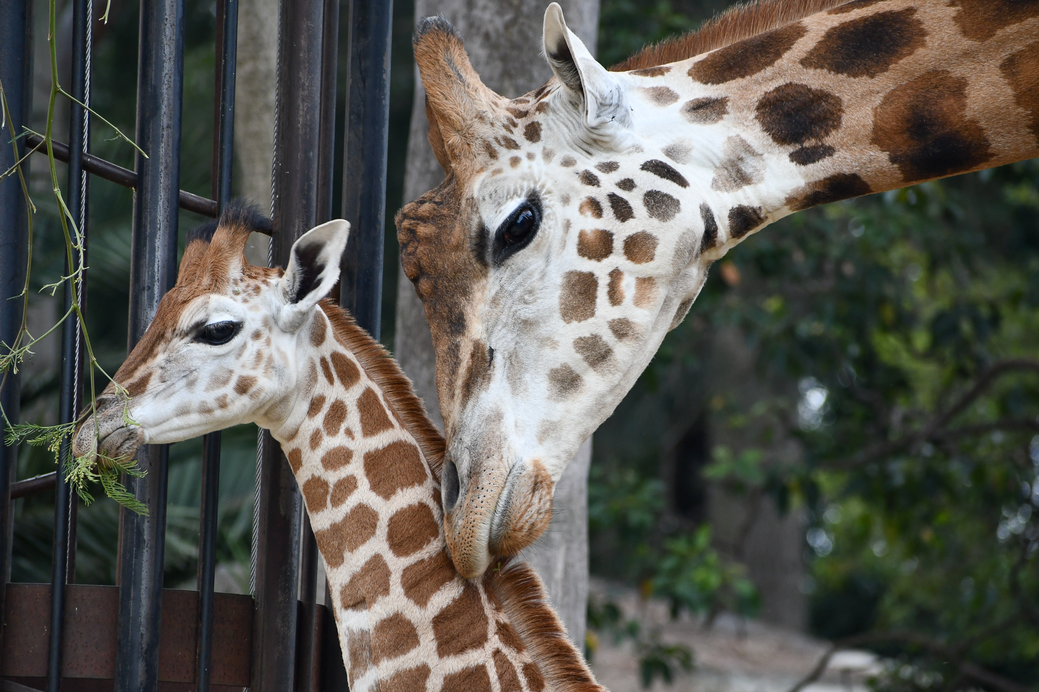 Giraffe Calf with bull