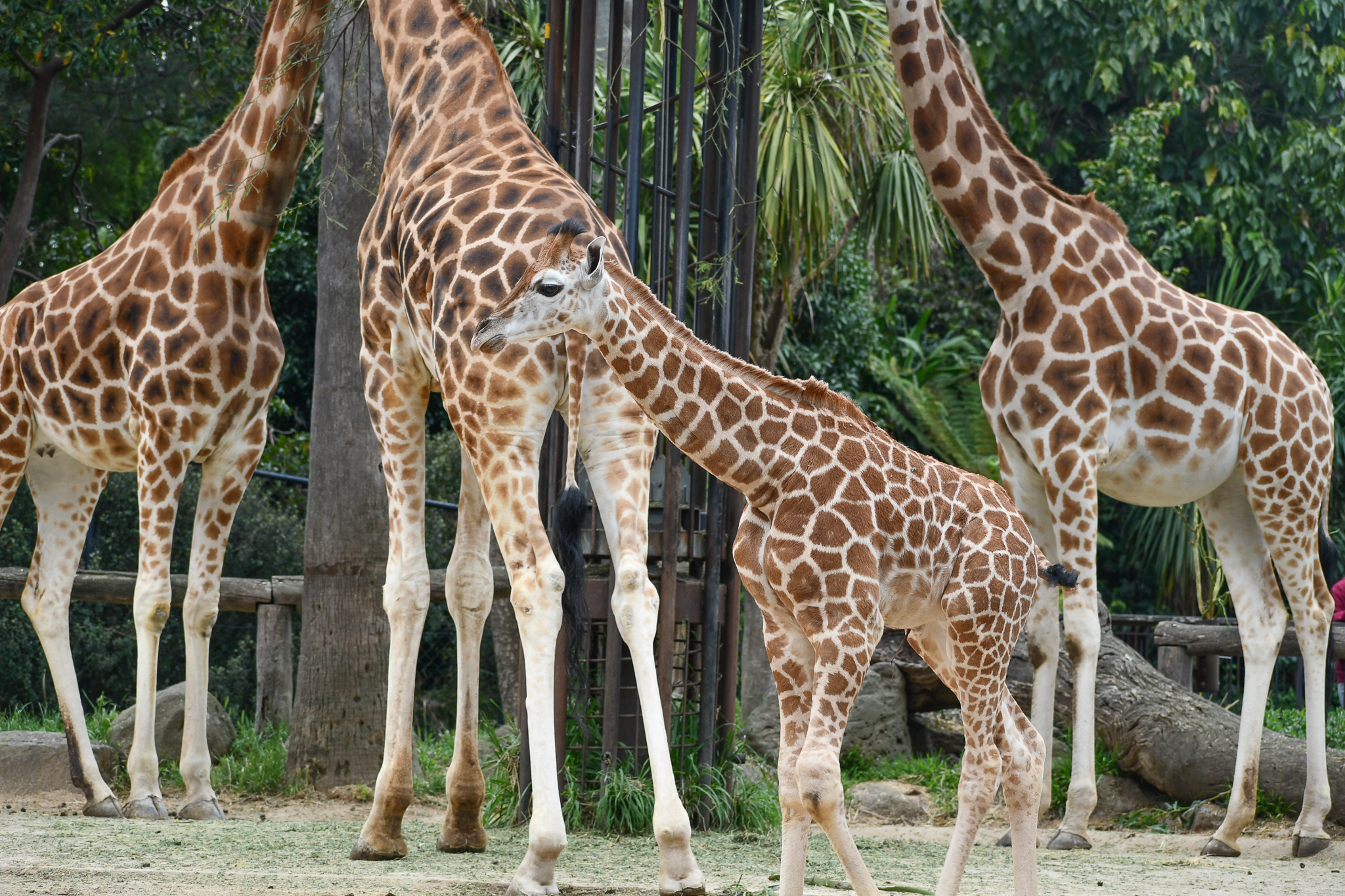 Giraffe Calf with herd