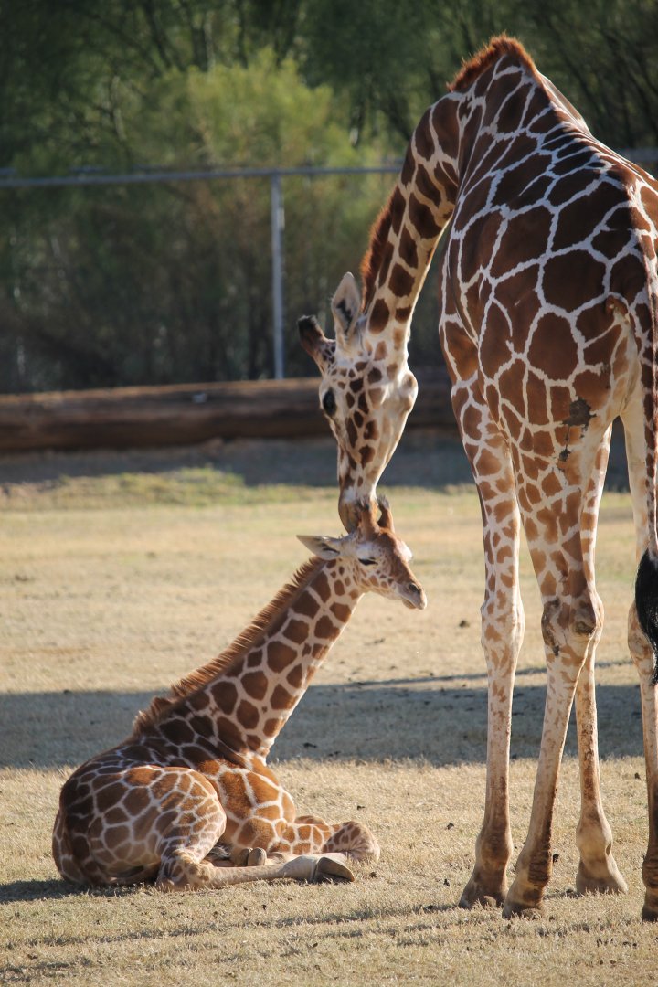 Giraffe Calf with mom
