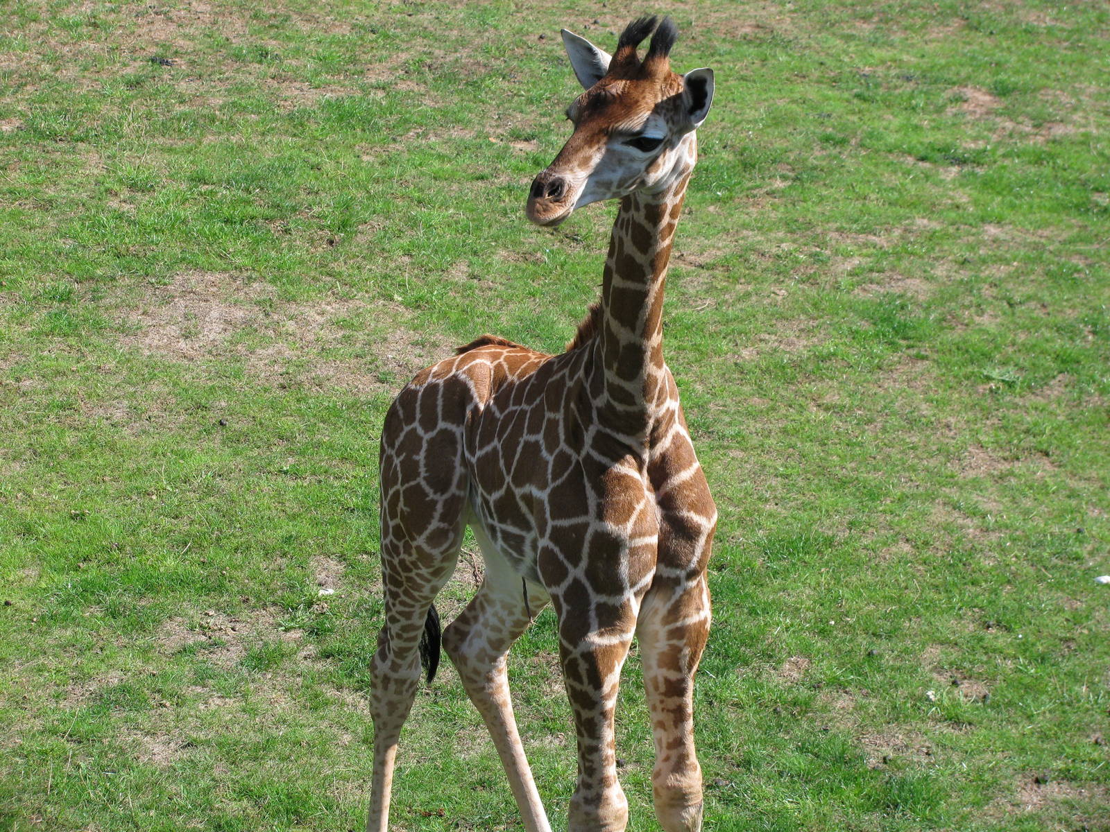 Giraffe Calf