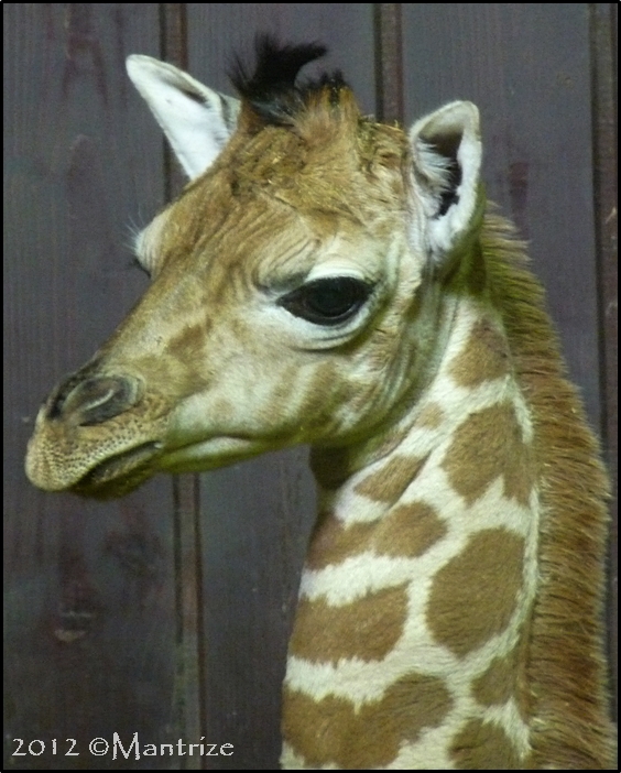 Giraffe calf