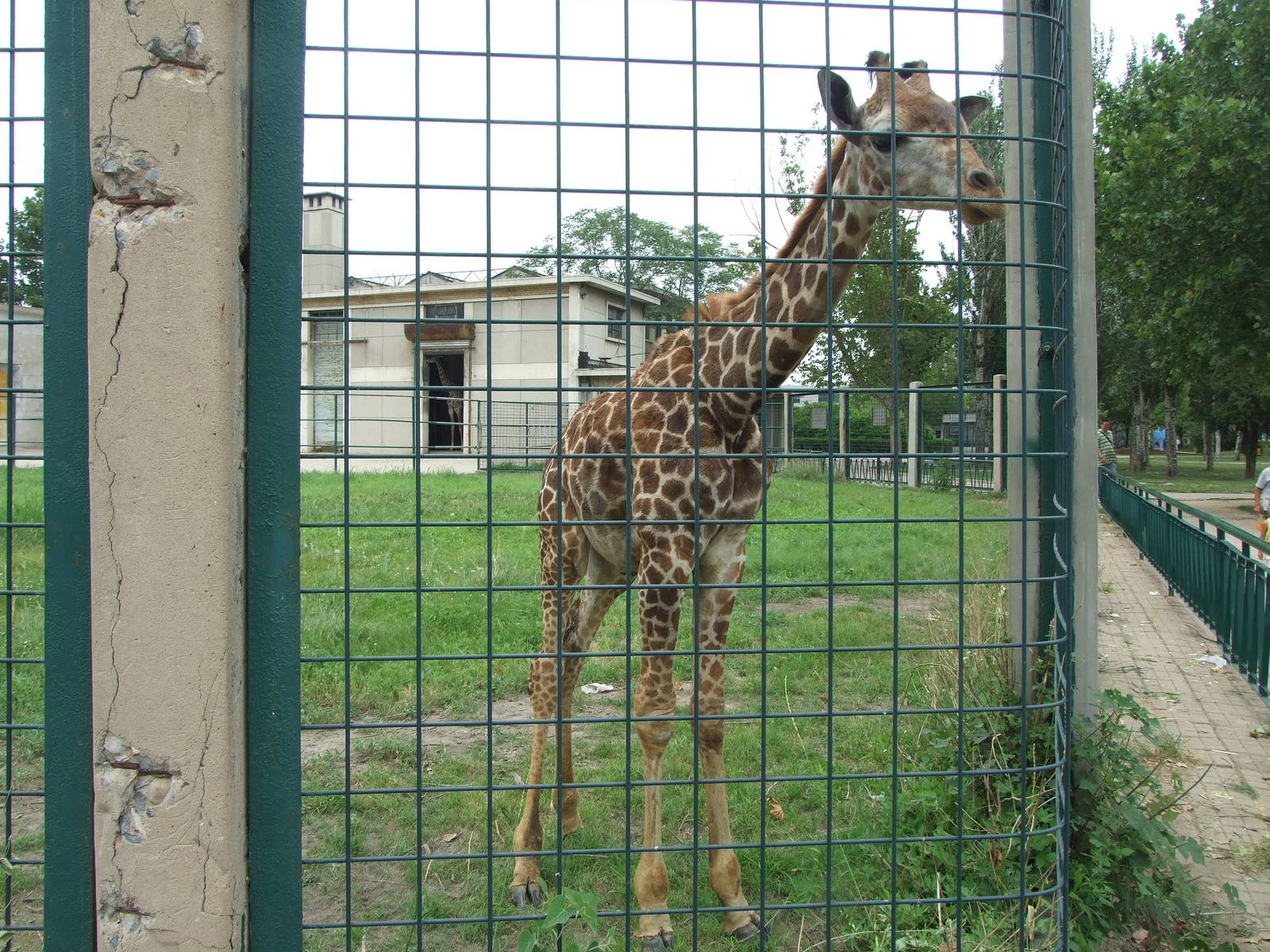 Giraffe calf