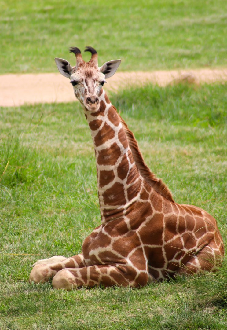 Giraffe Calf