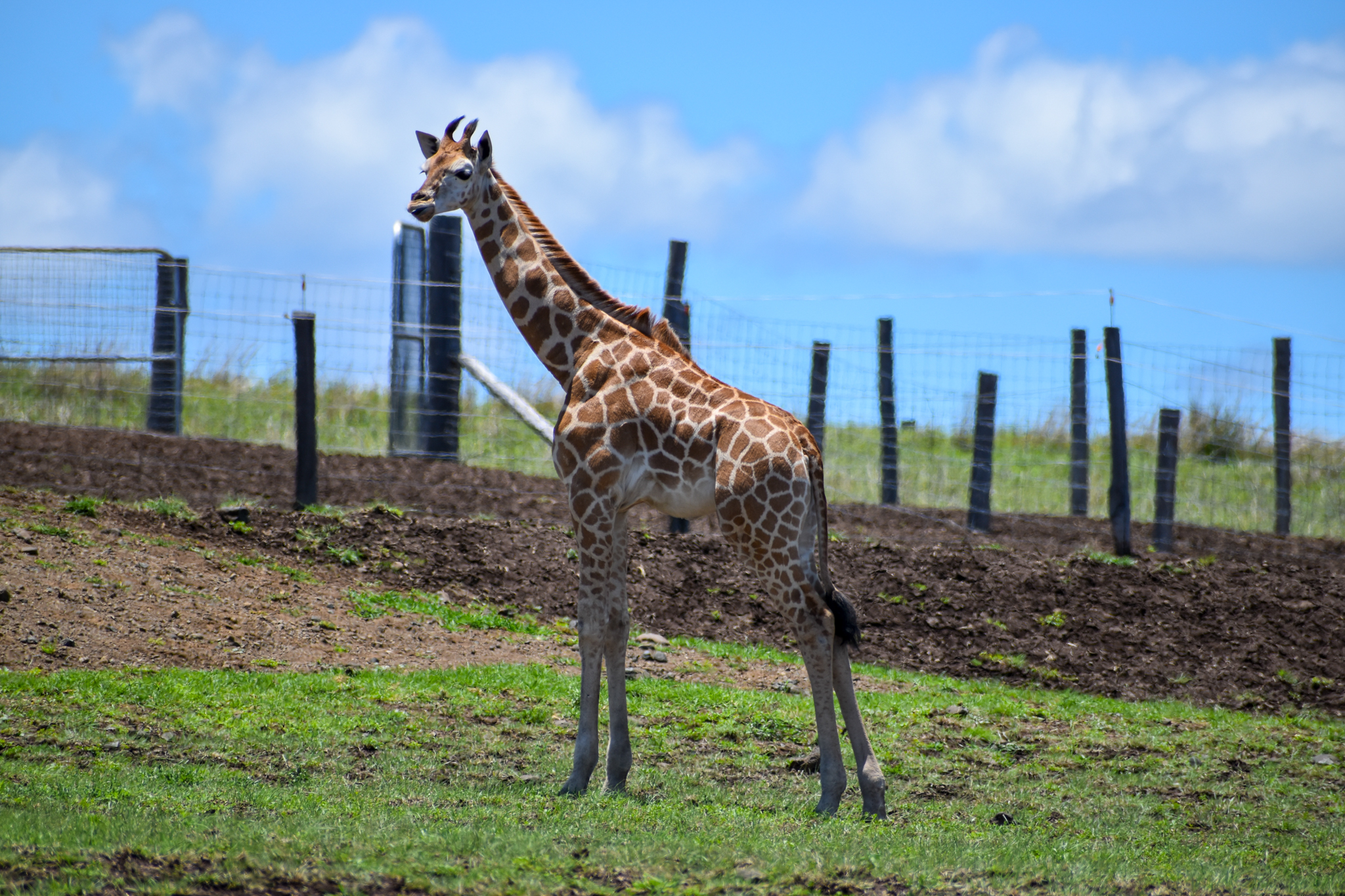 Giraffe Calf