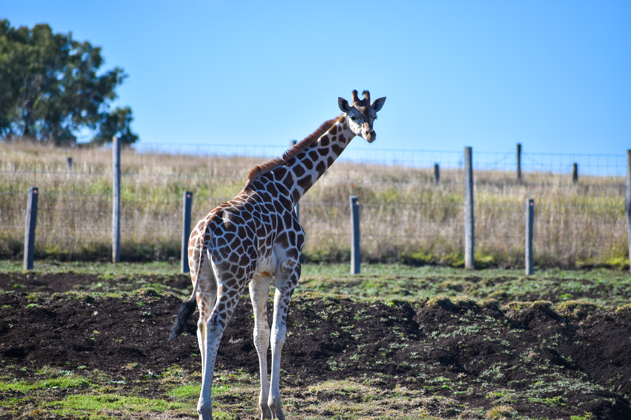 Giraffe Calf