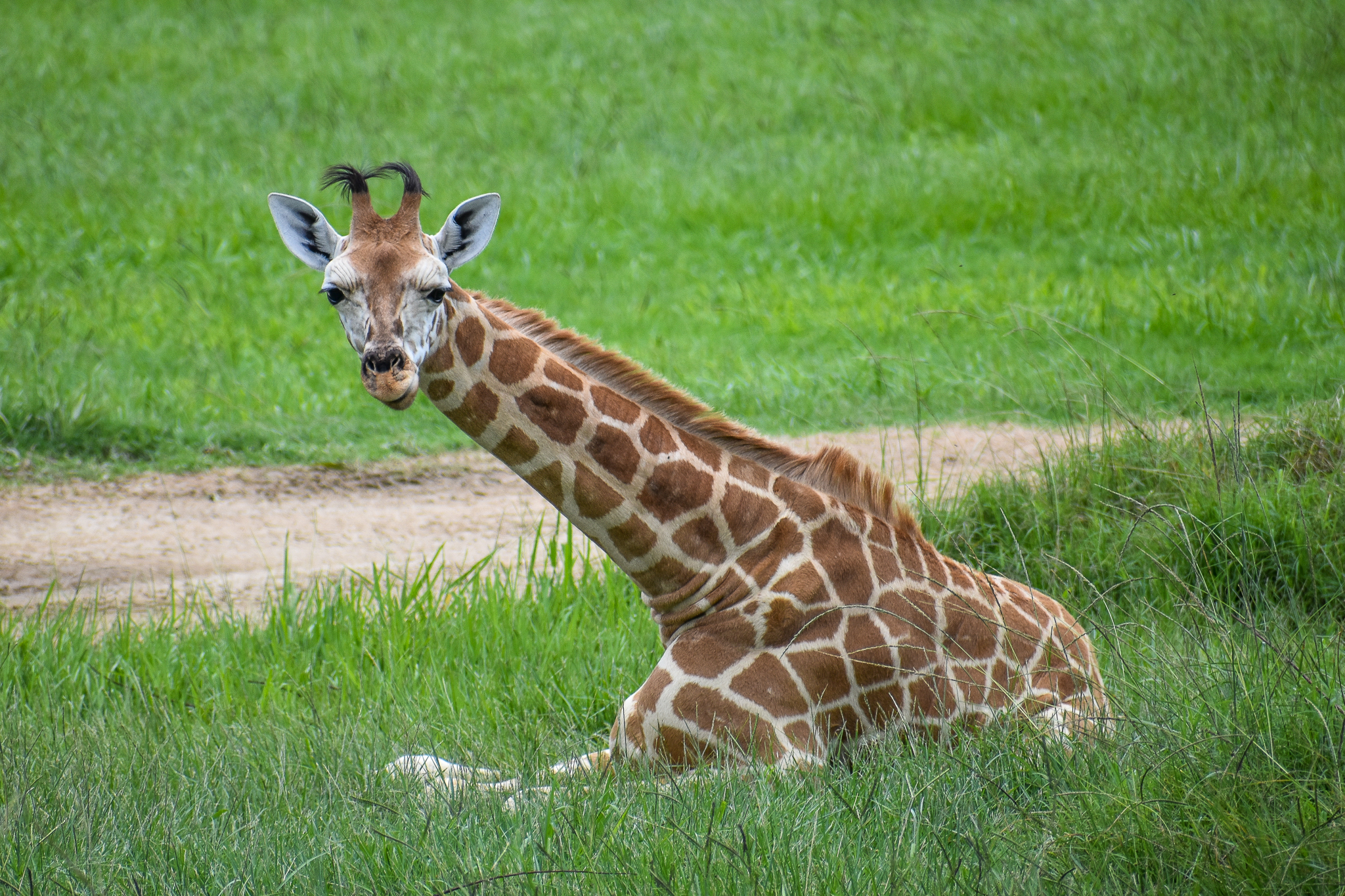 Giraffe Calf