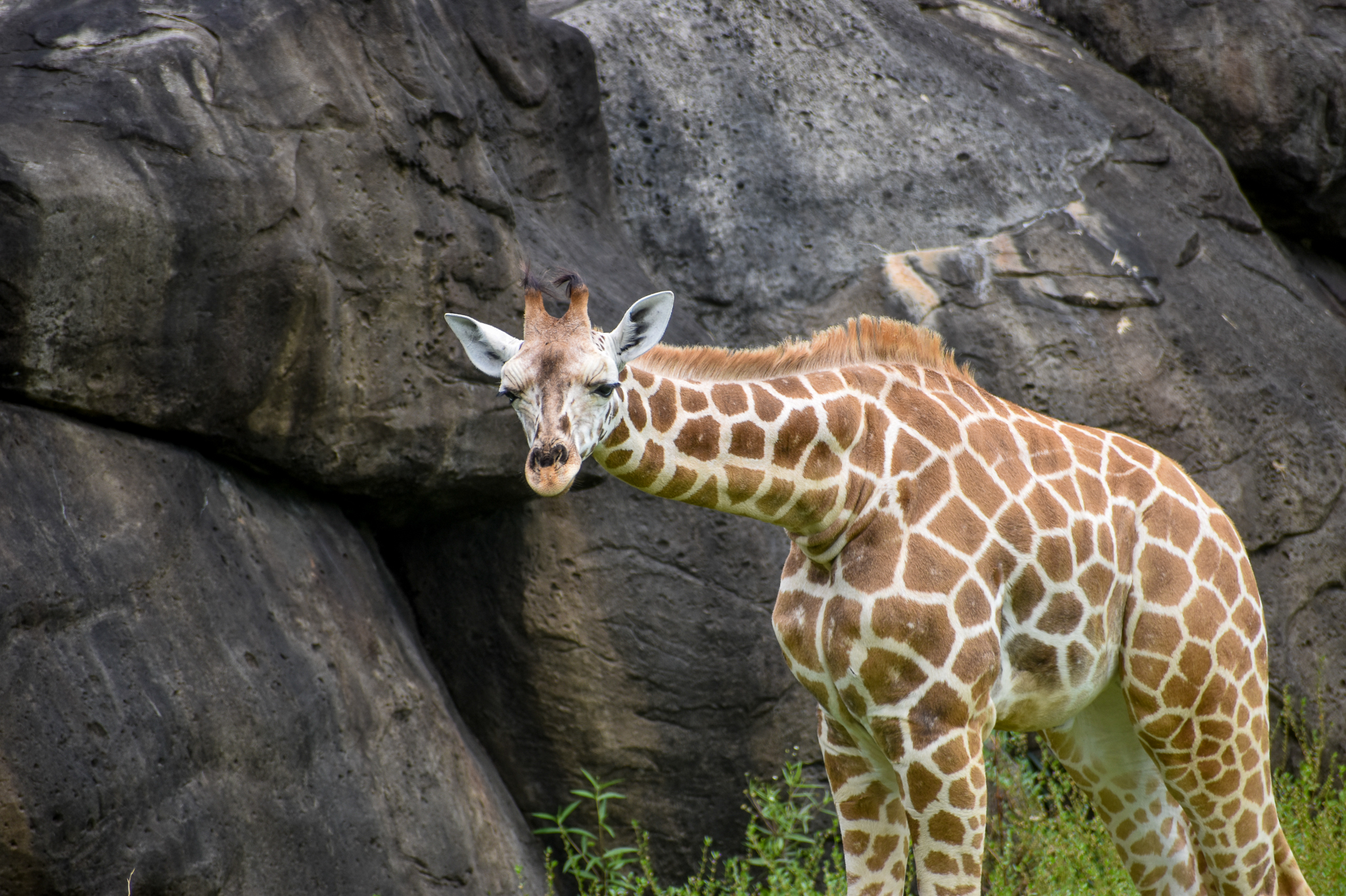 Giraffe Calf