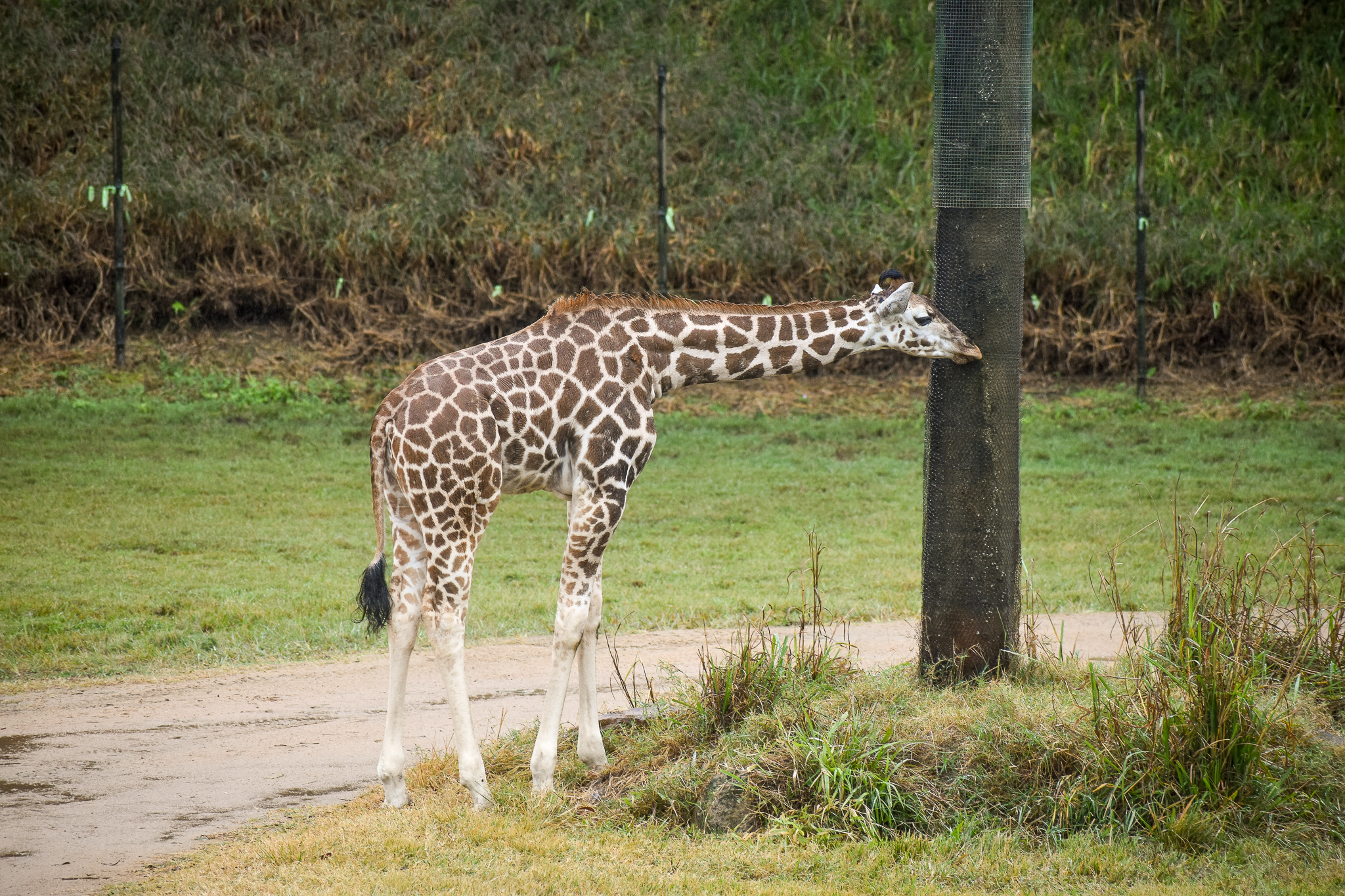 Giraffe Calf