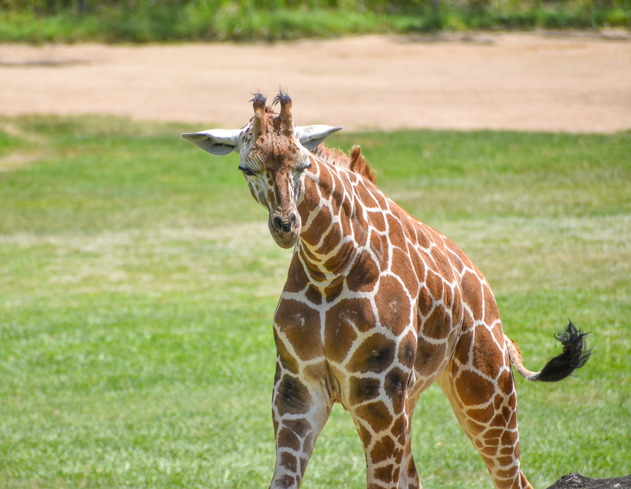 Giraffe Calf