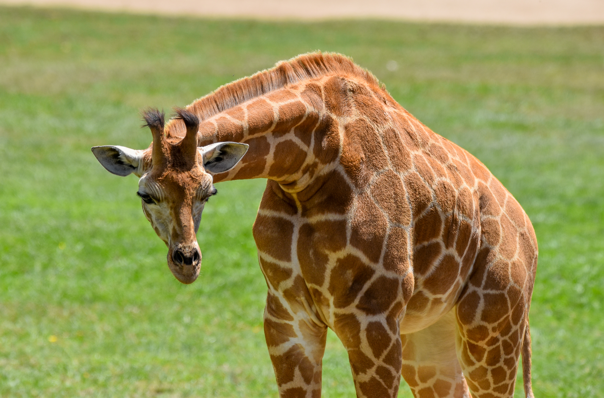 Giraffe calf