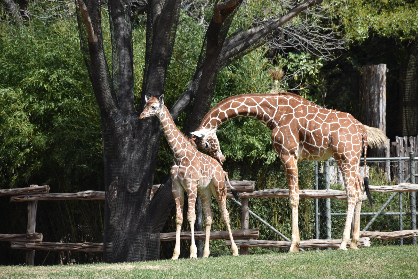 Giraffe Calf
