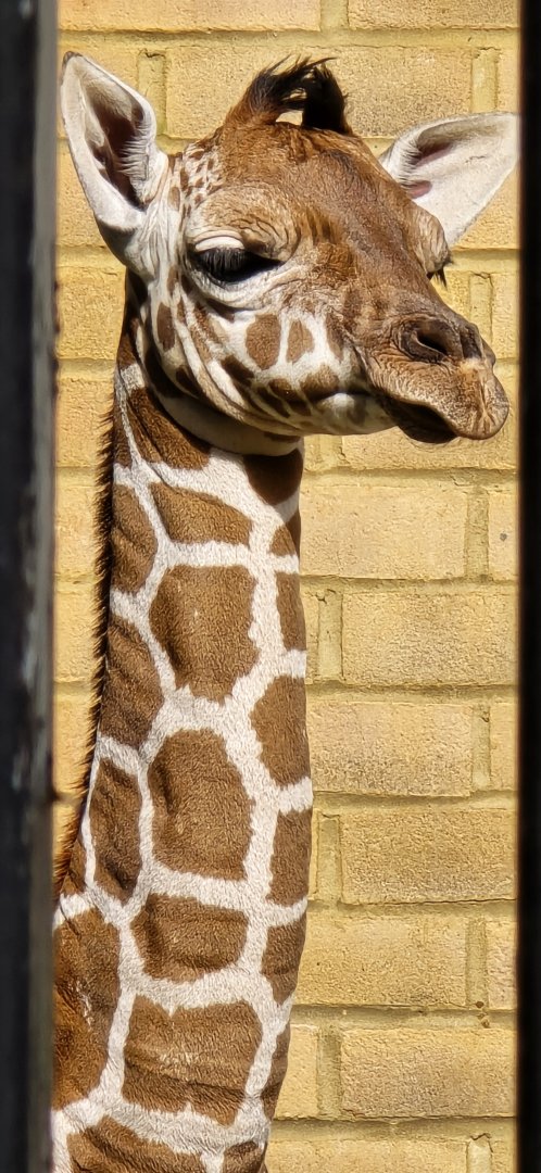 Giraffe calf