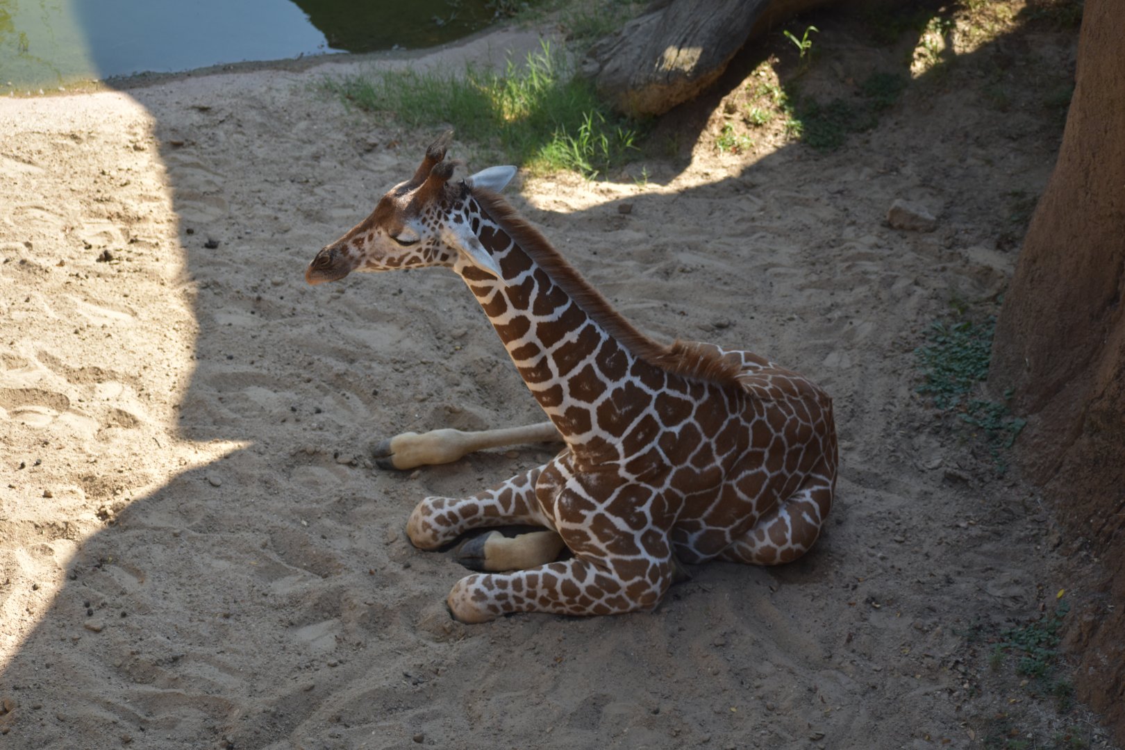 Giraffe Calf