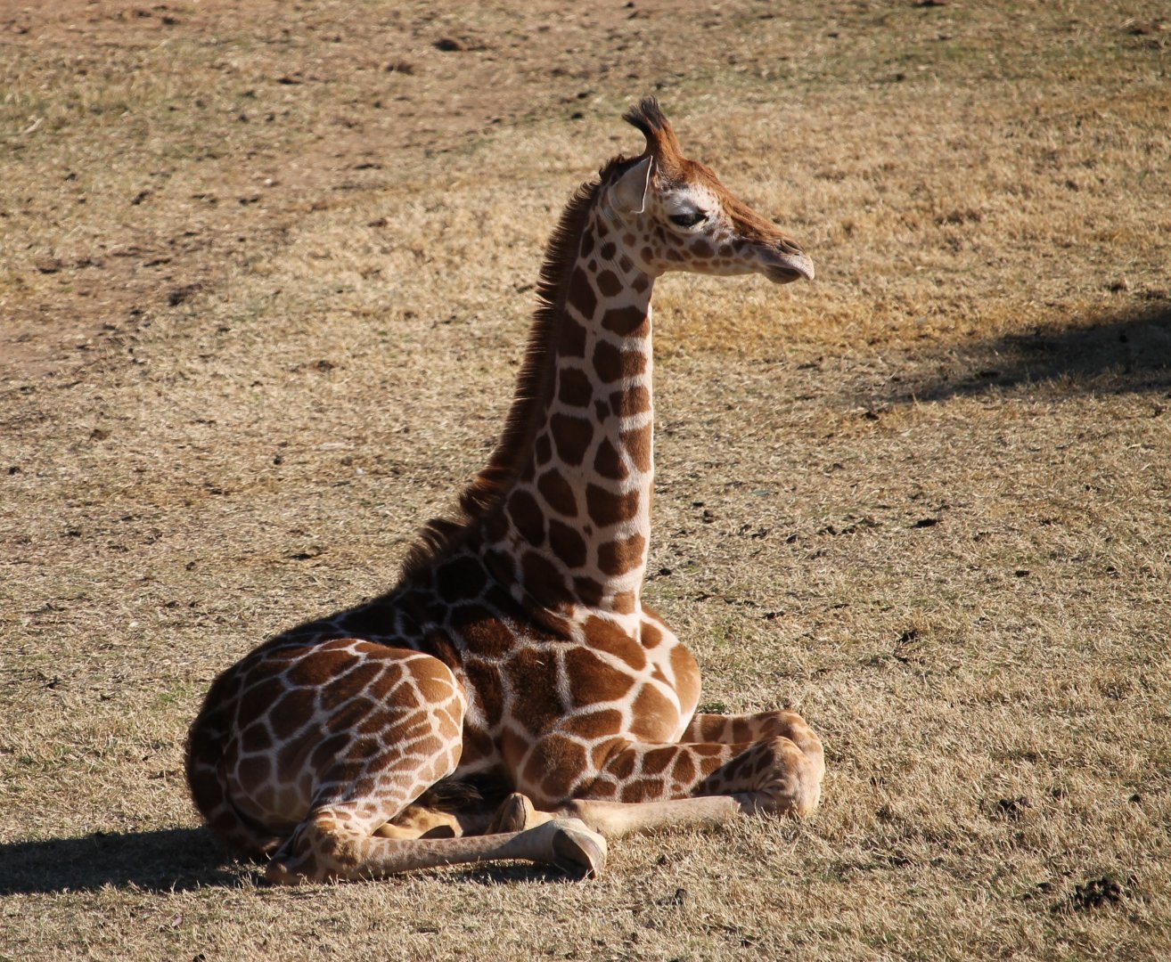 Giraffe Calf