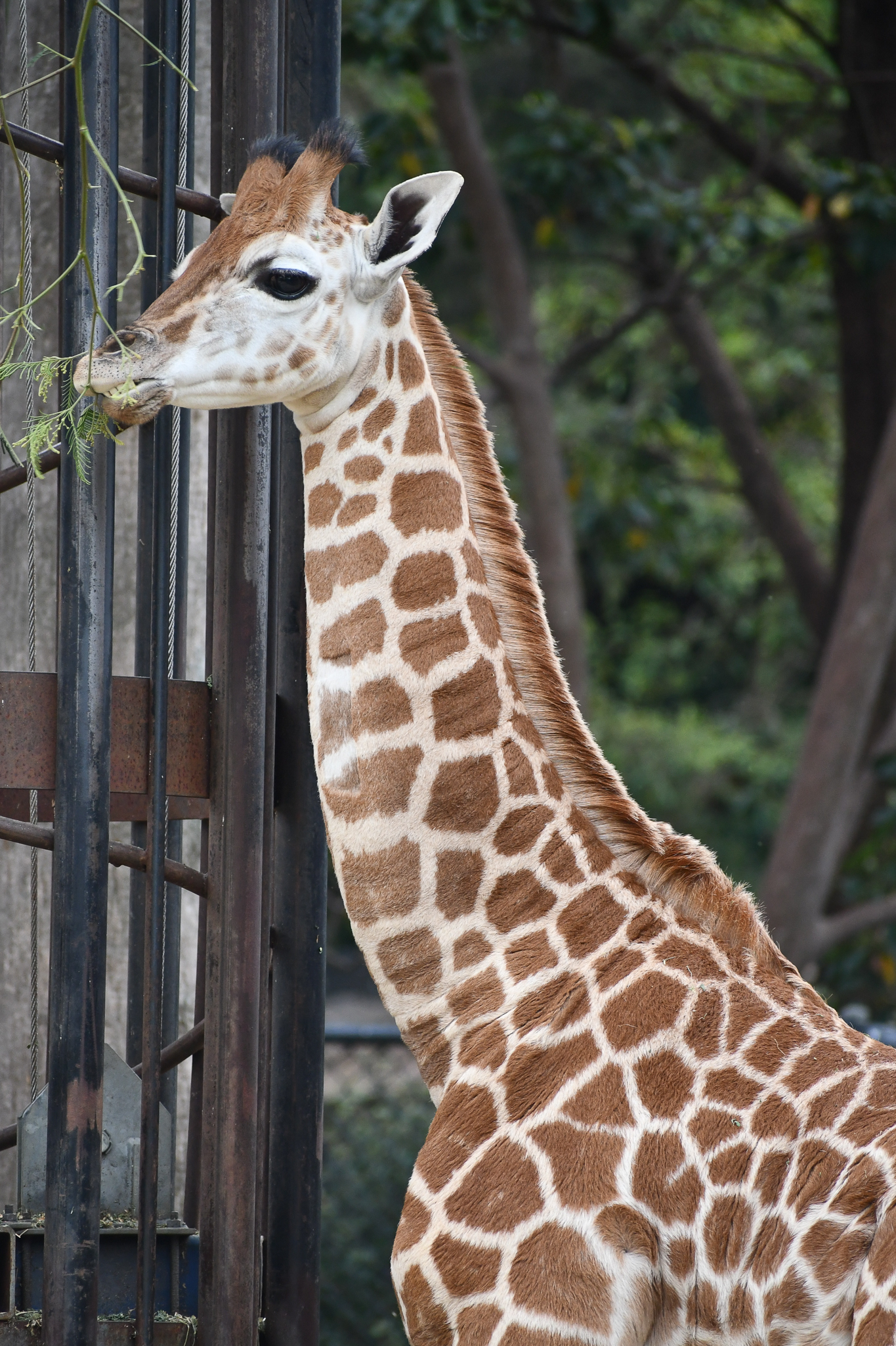 Giraffe Calf