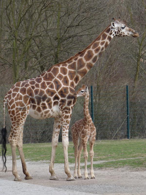Giraffe Calf