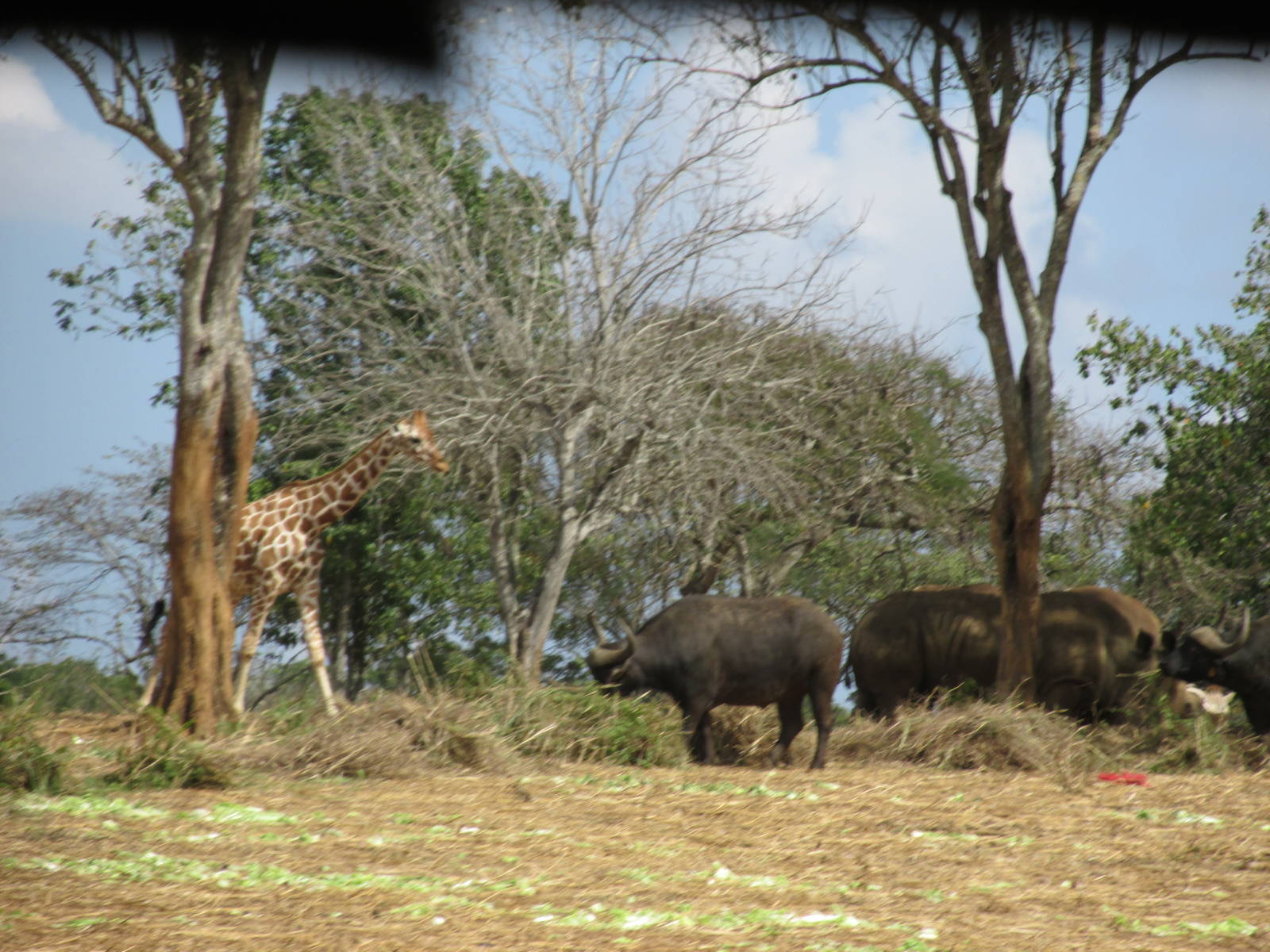 Giraffe, Cape Buffalo and White Rhino Zoologico Nacional