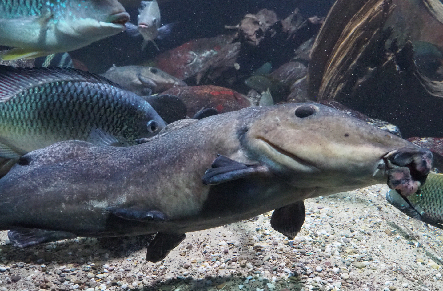 Giraffe catfish (Auchenoglanis occidentalis), 2020-06-28