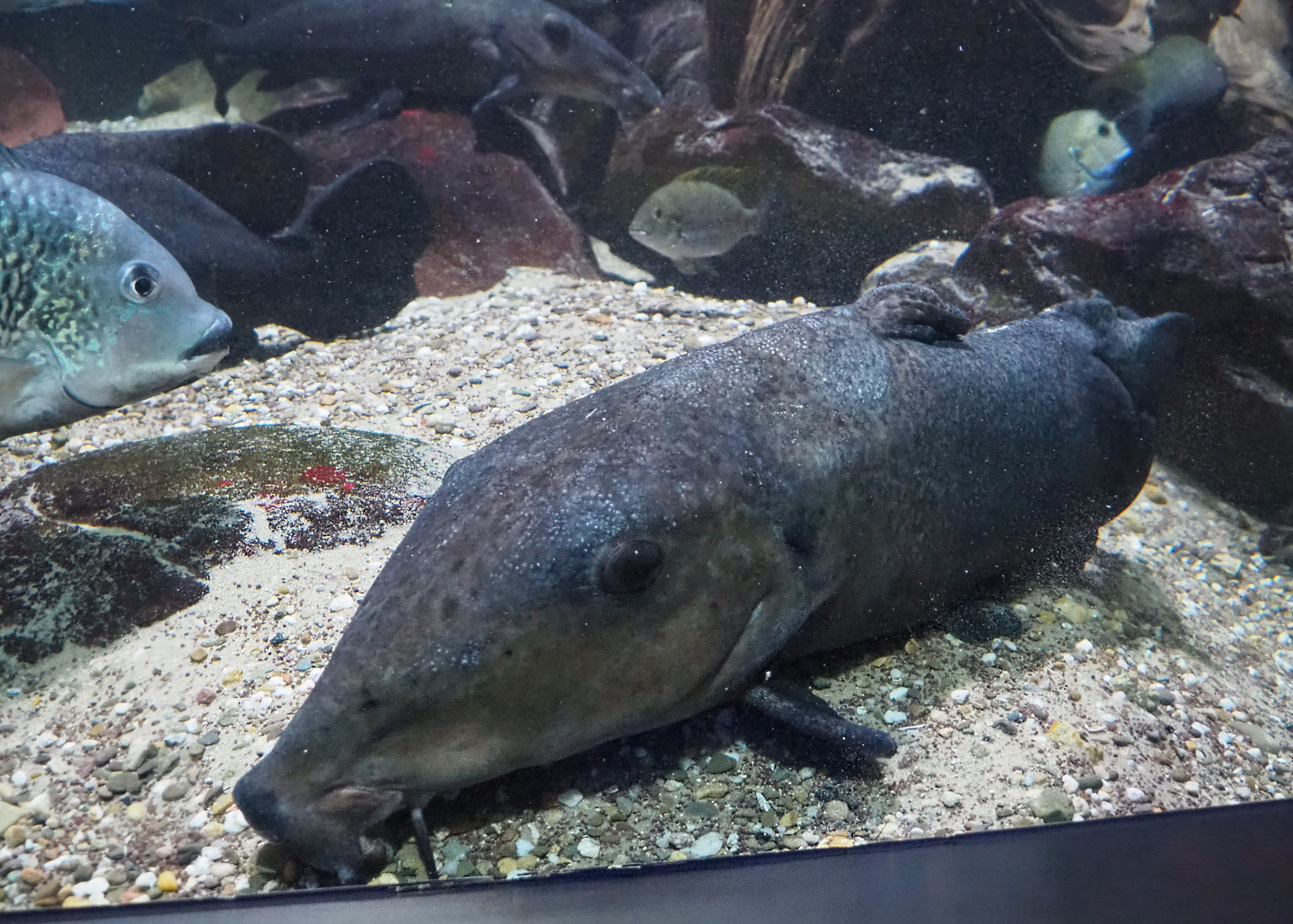 Giraffe catfish (Auchenoglanis occidentalis), 2020-06-28