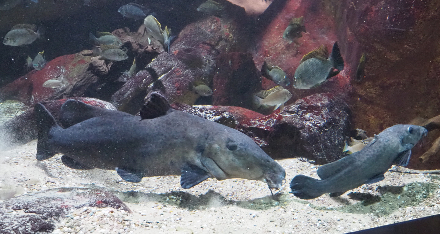 Giraffe catfish (Auchenoglanis occidentalis), 2021-07-17
