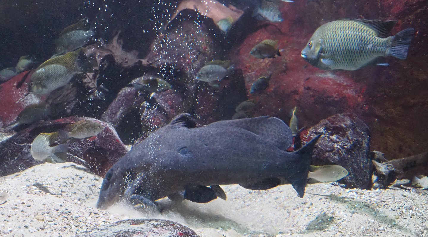 Giraffe catfish (Auchenoglanis occidentalis), 2021-07-17