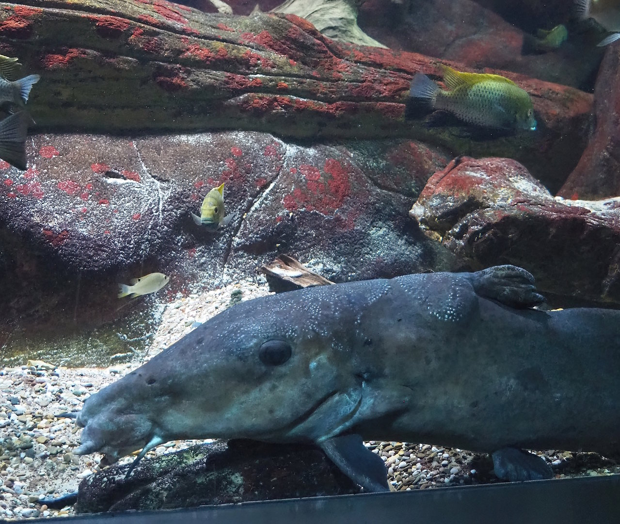 Giraffe catfish (Auchenoglanis occidentalis), 2022-10-29
