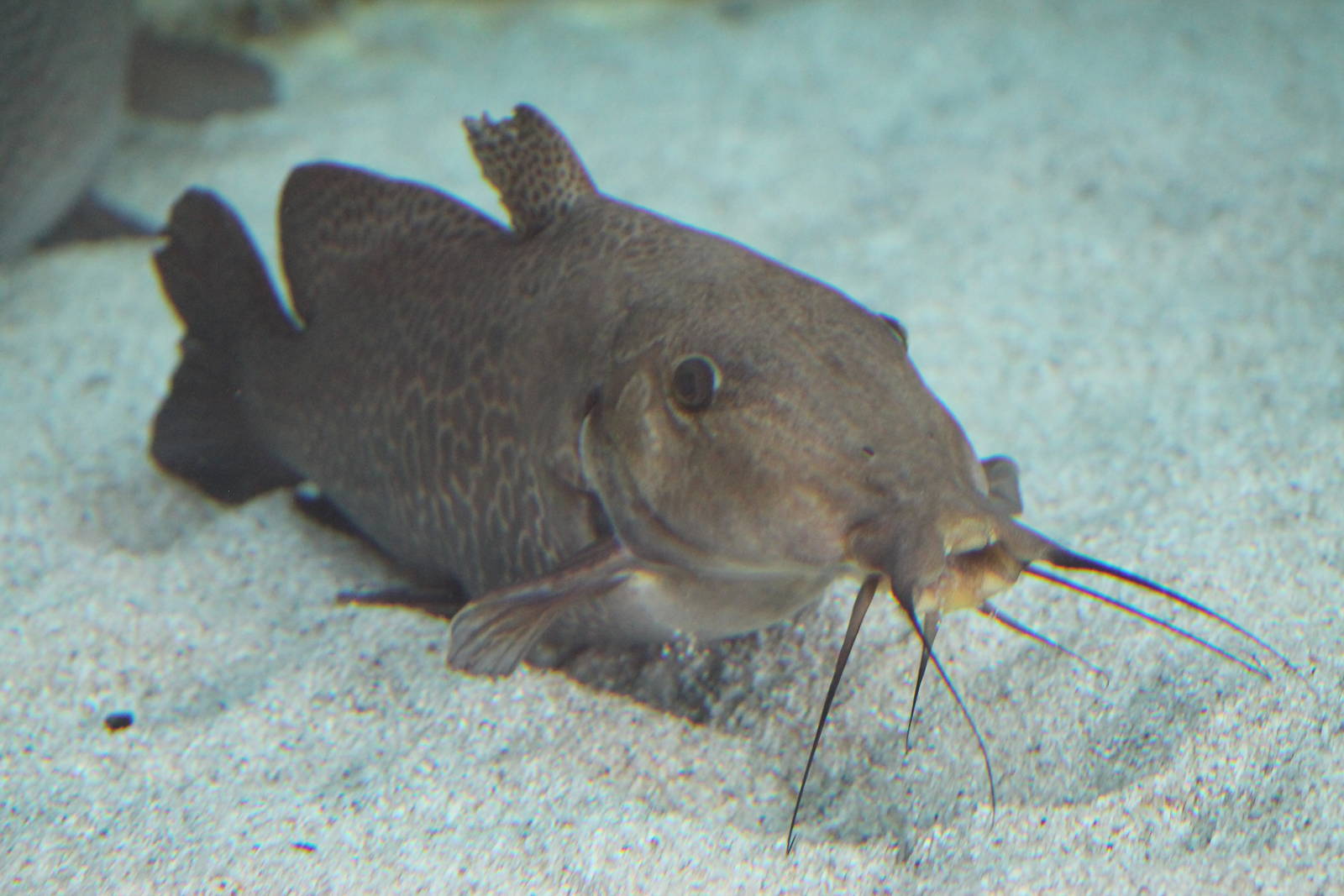 giraffe catfish (Auchenoglanis occidentalis)