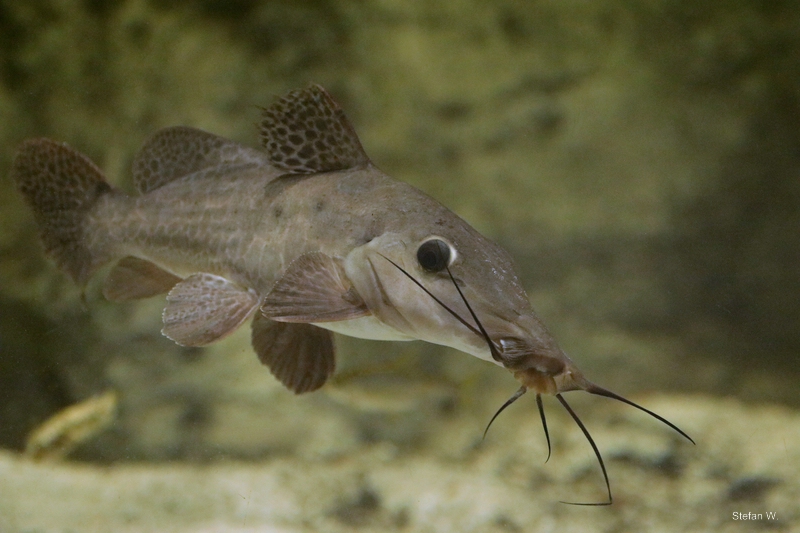 Giraffe Catfish (Auchenoglanis wittei)