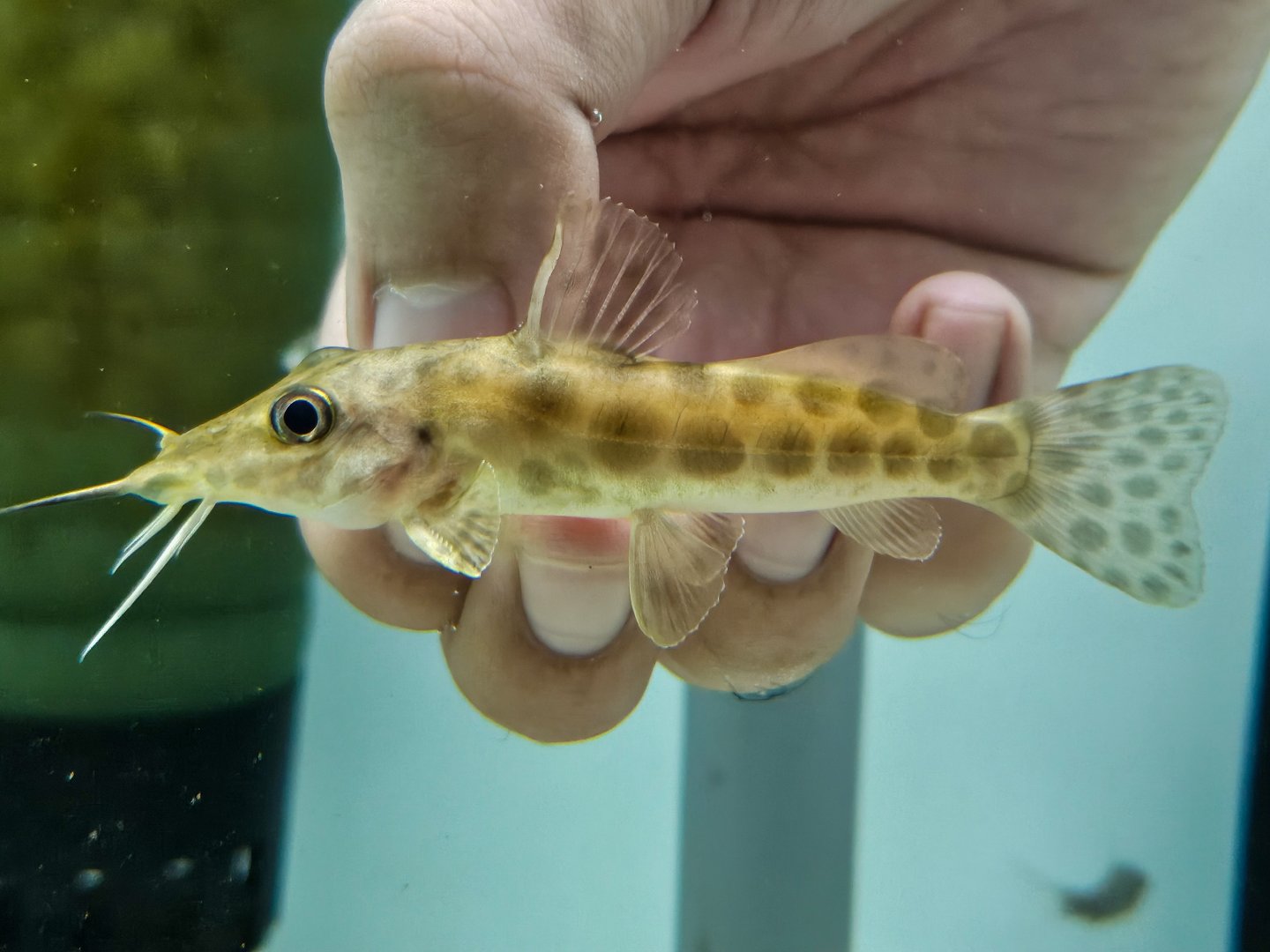 Giraffe Catfish (Auchenoglanis wittei)