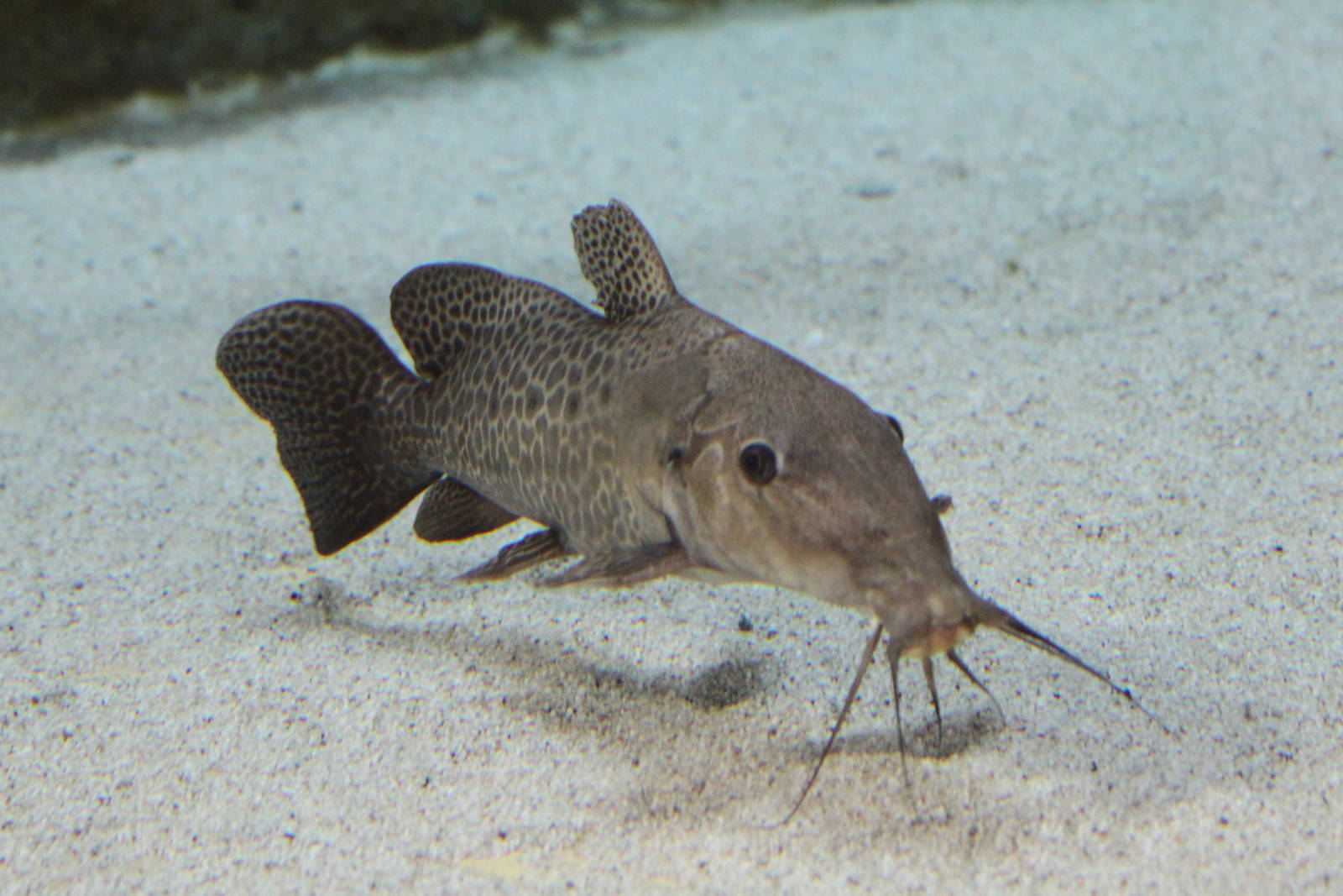 Giraffe Catfish