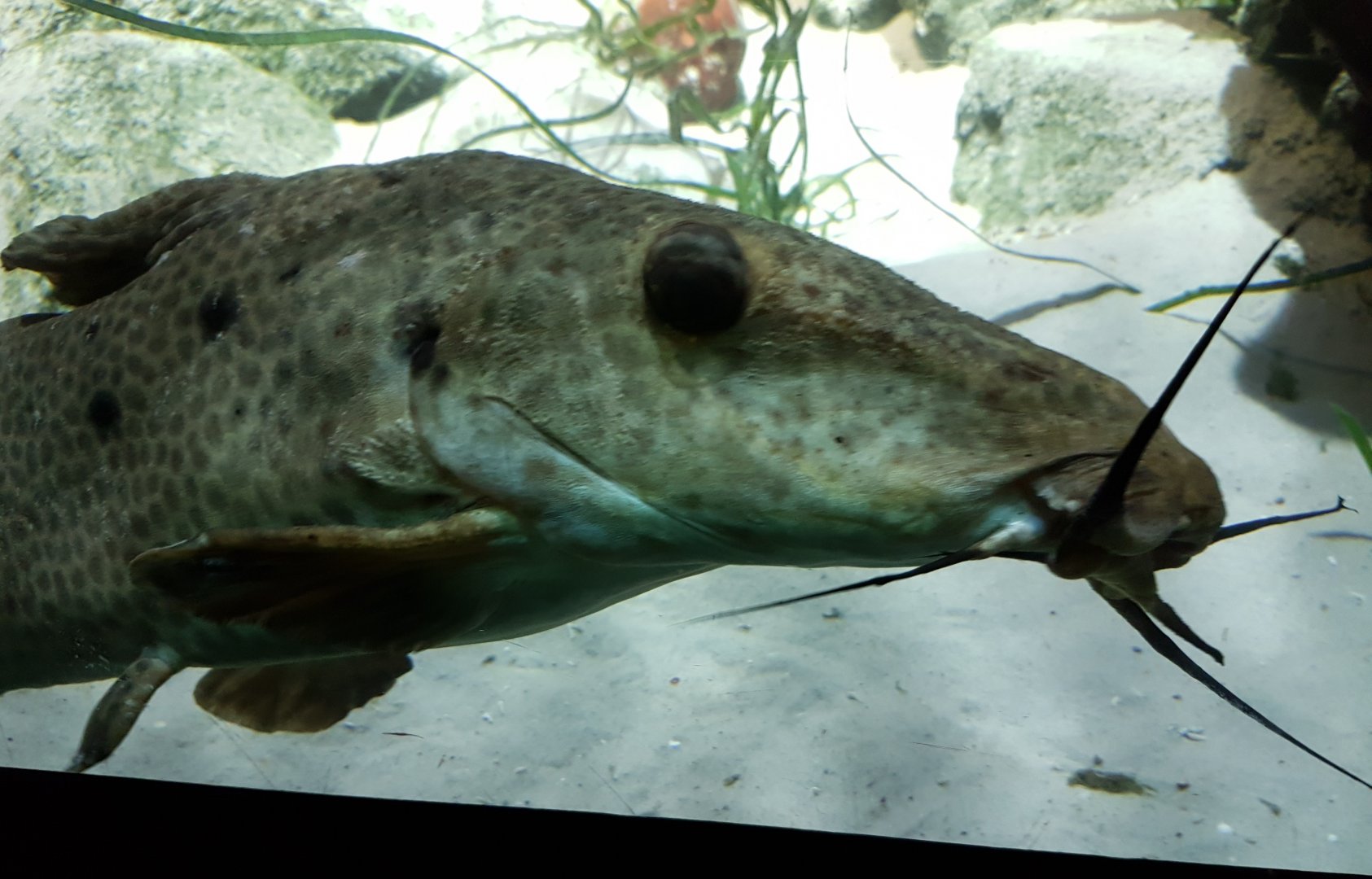 Giraffe catfish