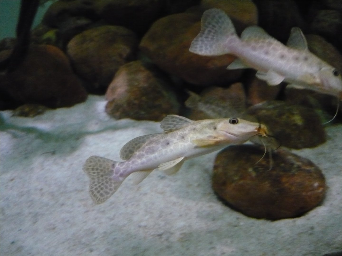 Giraffe catfish