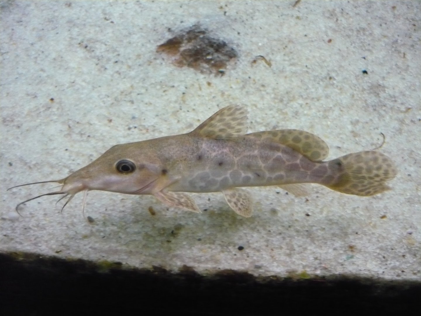 Giraffe catfish