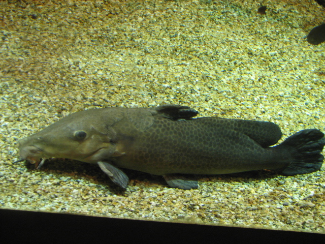 Giraffe catfish