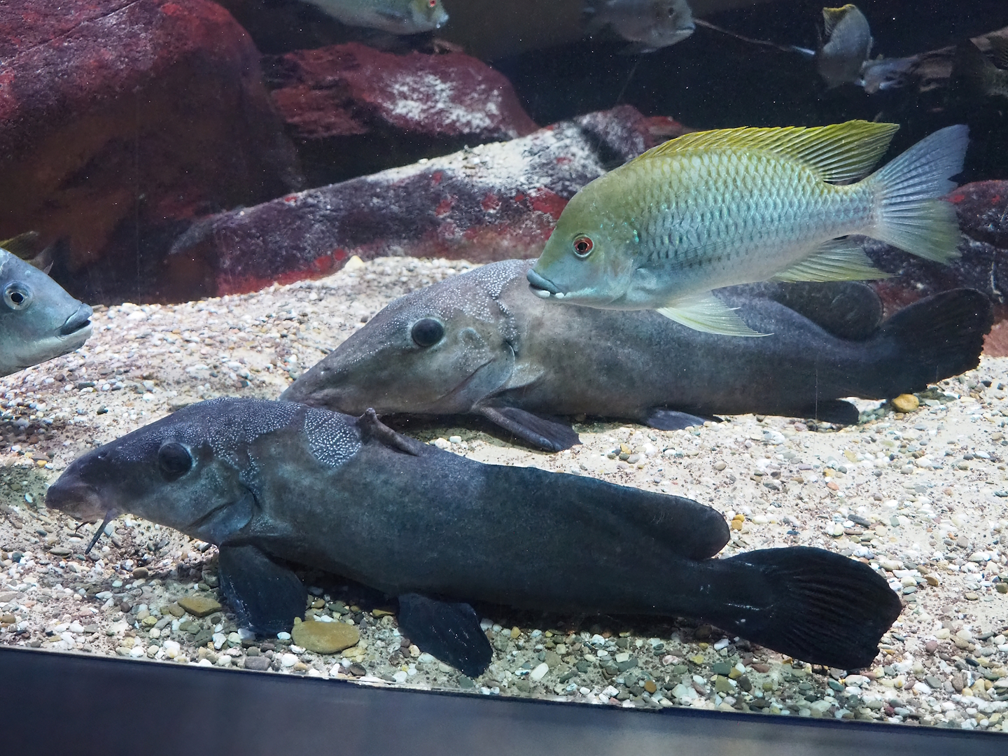 Giraffe catfishes (Auchenoglanis occidentalis) and Mamfe tilapie (Coptodon spec. "Mamfe"), 2023-07-22