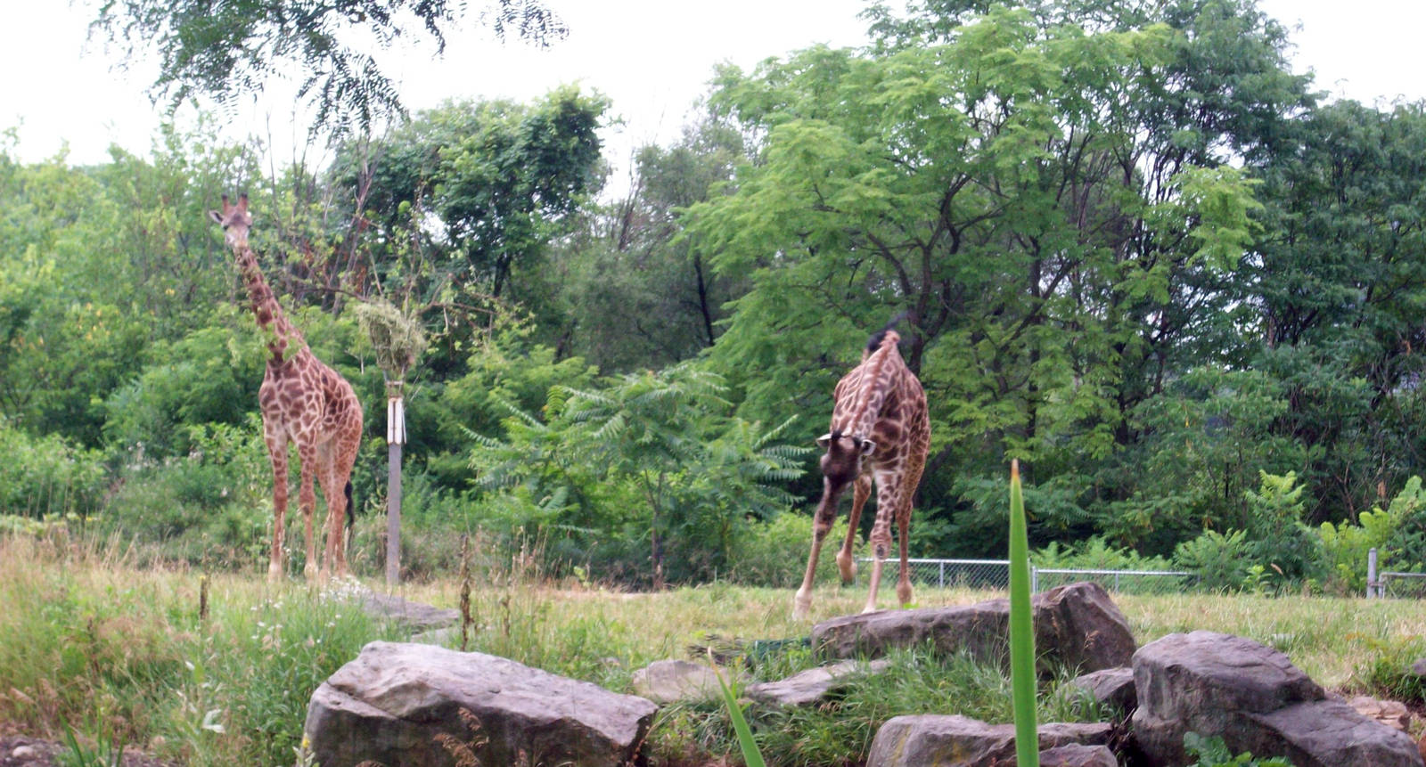 Giraffe chasing after Peacock