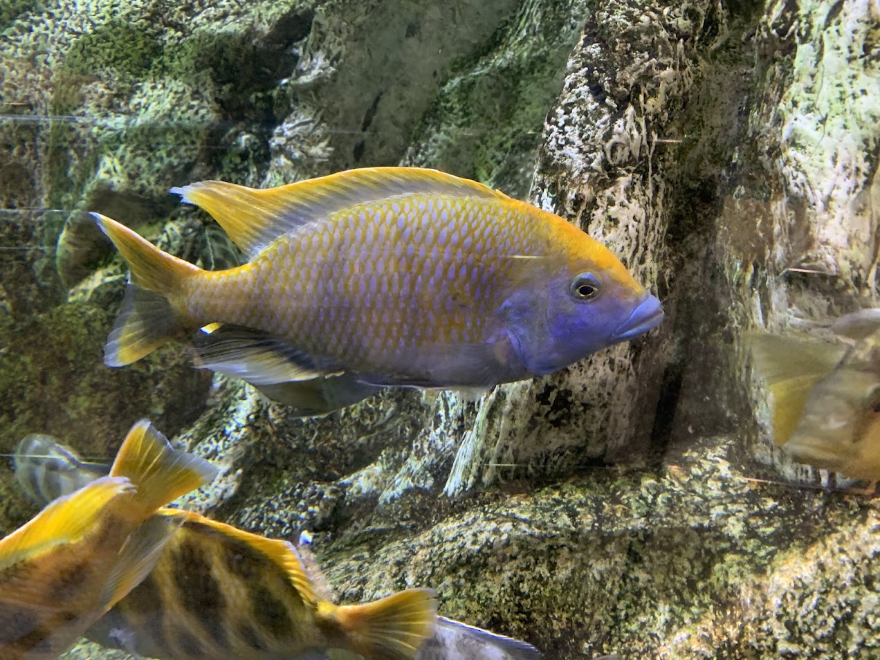 Giraffe cichlid